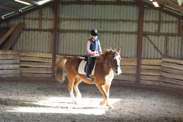 Anden særlig race paplo vixi billede 10