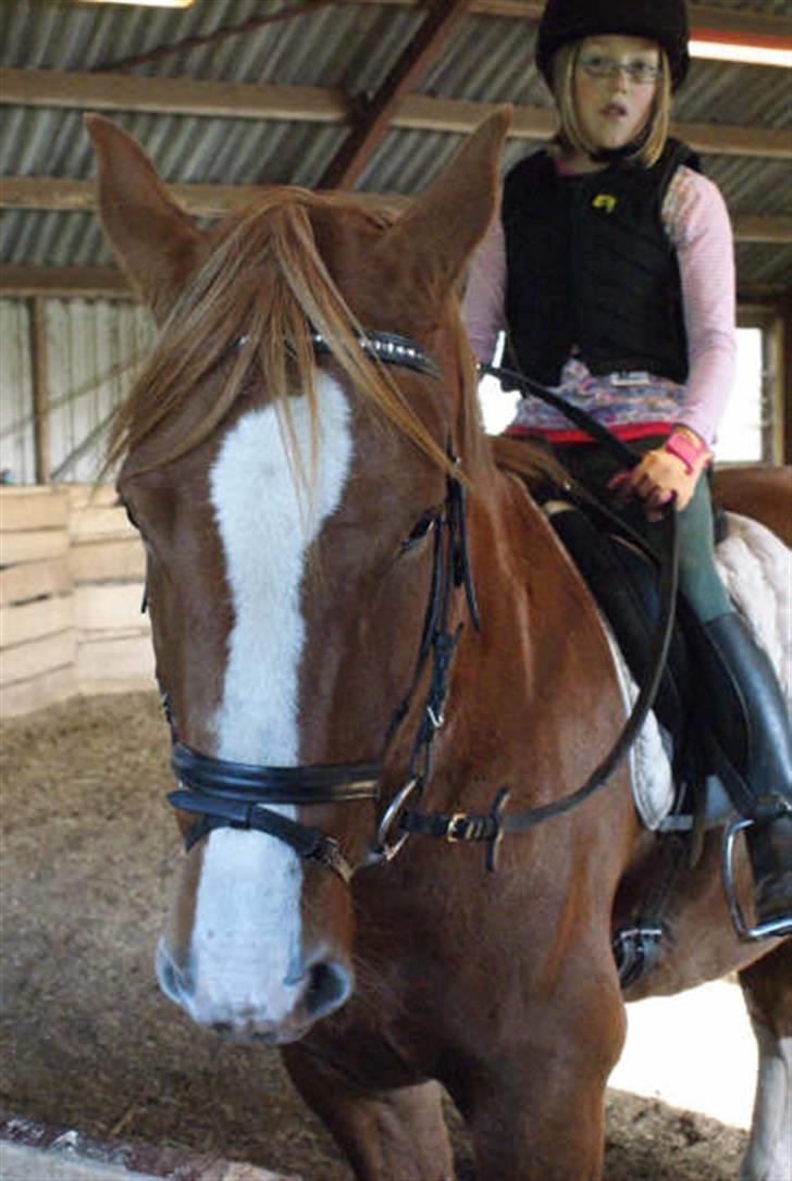 Anden særlig race paplo vixi billede 11