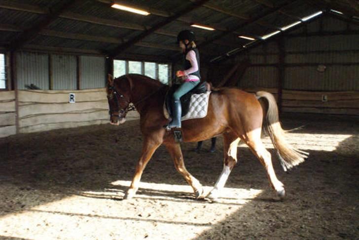 Anden særlig race paplo vixi - sarah rider billede 12