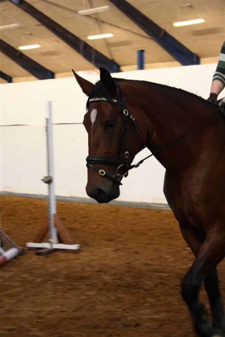 Dansk Varmblod Rozitta (Solgt) billede 11