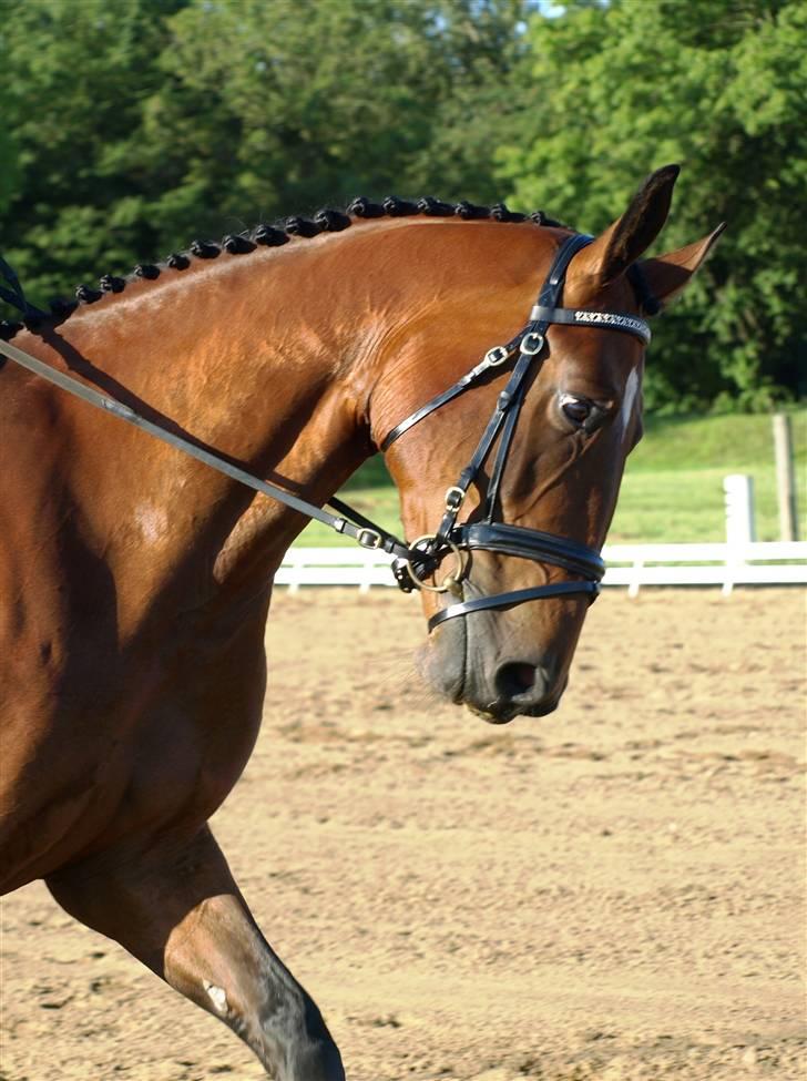 Dansk Varmblod Rozitta (Solgt) billede 12