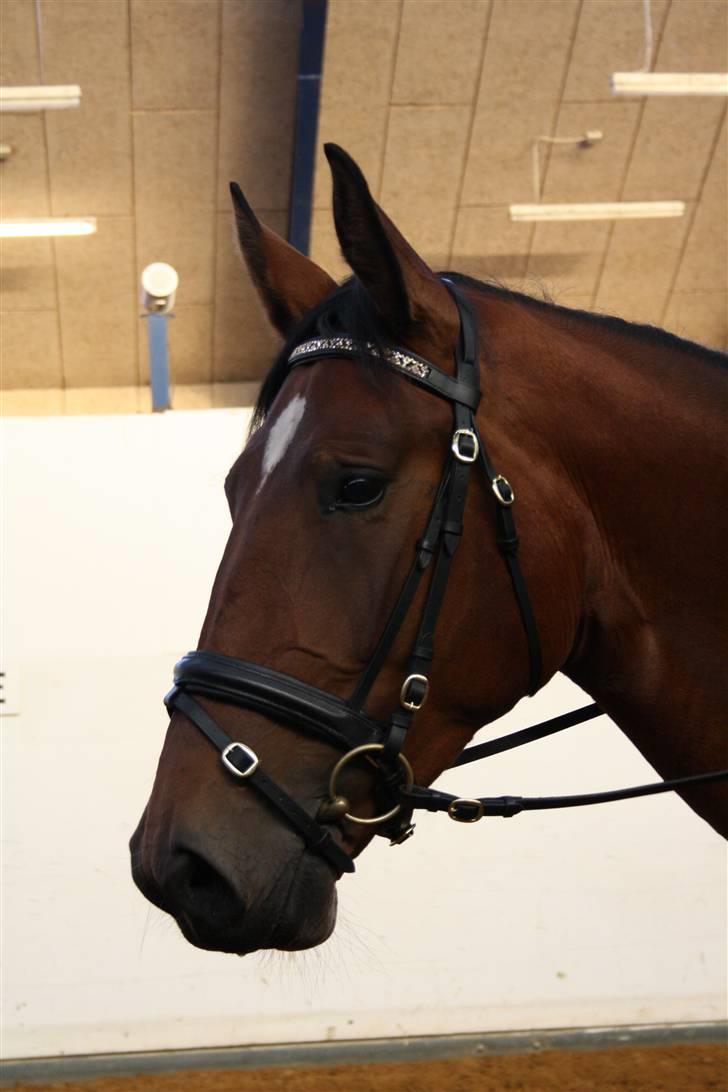 Dansk Varmblod Rozitta (Solgt) billede 13