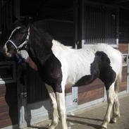 Anden særlig race Diego