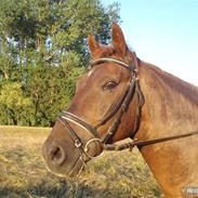 Anden særlig race Lukas. Himmelhest