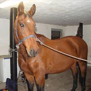 Trakehner Gaio R.I.P