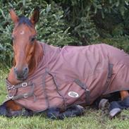 Trakehner Gaio R.I.P