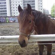 Tysk Sportspony Karino / Korino (Koco<3)