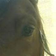 Tysk Sportspony Karino / Korino (Koco<3)