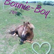 Anden særlig race Bonnie - Boy | R.I.P 