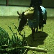 Dansk Varmblod APRIL STAR 