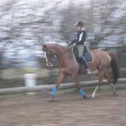 Dansk Varmblod APRIL STAR 