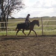 Sportsaraber (A) Valodias Duchess**SOLGT**