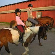 Anden særlig race Trille ¤Solgt¤