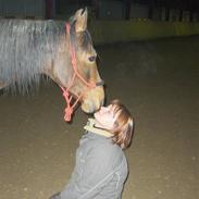 Sportsaraber (A) Rolghedens Evita F.4 