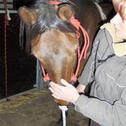 Sportsaraber (A) Rolghedens Evita F.4 