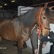 Sportsaraber (A) Rolghedens Evita F.4 