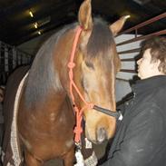 Sportsaraber (A) Rolghedens Evita F.4 