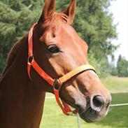 Anden særlig race Ponylands Bolero<3 sov sødt min skat