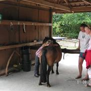 Anden særlig race bonni