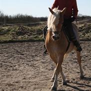 Haflinger santana RH ( Haffe! )