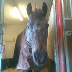 Anden særlig race Gipsy