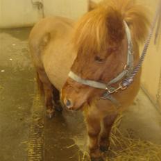 Anden særlig race Hugo