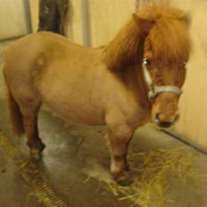 Anden særlig race Hugo