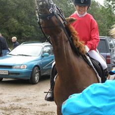 Anden særlig race Hedegaardens Tessa
