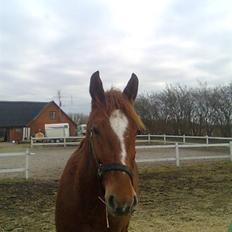 Pinto Svalegårdens Hemmingway