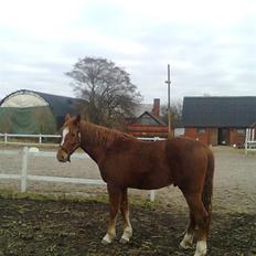 Pinto Svalegårdens Hemmingway