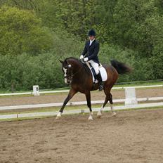 Dansk Varmblod Grønskovlund's Monet ( Call me happy ) Solgt til c