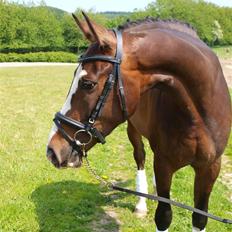 Dansk Varmblod Grønskovlund's Monet ( Call me happy ) Solgt til c