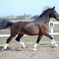 Oldenborg Gerner Kornum