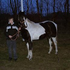 Pinto Celia Højgård