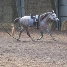 Arabisk fuldblod (OX) Ithaka Dansepige 