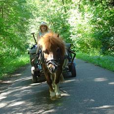 Shetlænder Skovlundegårds Nicolai