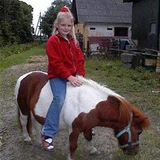 Shetlænder Skovlundegårds Nicolai