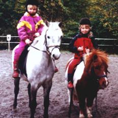 Shetlænder Skovlundegårds Nicolai