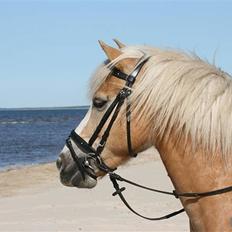 Haflinger MayBee + RIP +