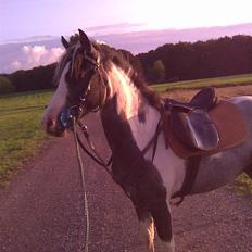 Pinto Vindbjergs starlight