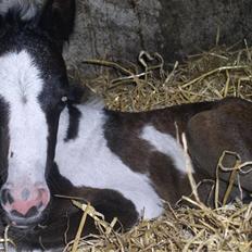 Pinto Vindbjergs starlight