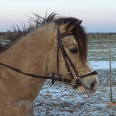 Welsh Mountain (sec A) Munksgaard's Jupiter <3