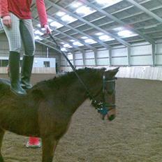 Pinto Amalienborggaards Altivo