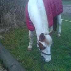 Pinto Two Eyed Shaggy 