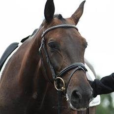 Dansk Varmblod Annastasia