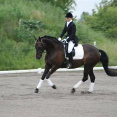 Dansk Varmblod Annastasia