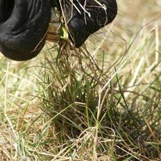Dansk Varmblod Annastasia