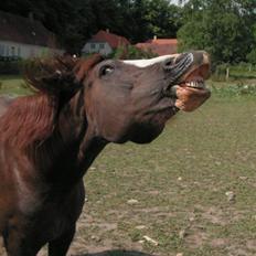 Welsh Cob (sec D) Cwmheulog Lisa