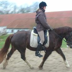 Welsh Cob (sec D) Cwmheulog Lisa