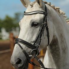 Dansk Varmblod Alanis 